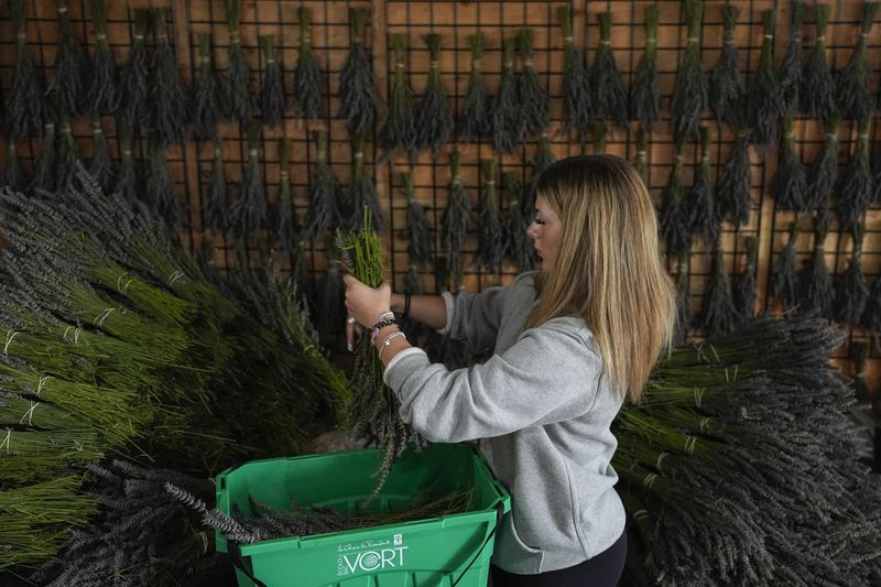 Cadence Thurgood bundles fresh-cut lavender after harvesting, Wednesday, Aug. 21, 2024, at Hereward Farms in East Garafraxa, Ontario. (AP Photo/Joshua A. Bickel)