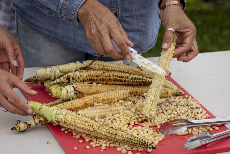 Kernels of corn are cut off the cob after being roasted on the Oneida Indian Reservation, Friday, Aug. 30, 2024, in Oneida, Wis. (AP Photo/Mike Roemer)