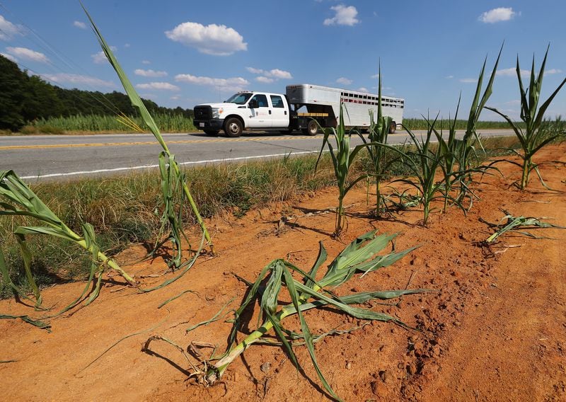A cattle car drives by a barren corn field on Highway 83 as the prolonged heat wave has devastated crops in several parts of Georgia.  Curtis Compton for the Atlanta Journal Constitution