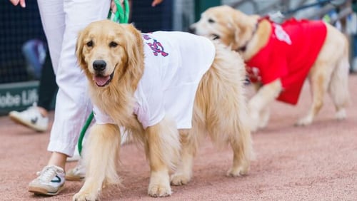 As part of the hospital’s Canines for Kids program, Reggie is a beloved, furry friend who gives support and comfort to patients when they need it the most. (Courtesy of Children's Healthcare of Atlanta/Instagram)