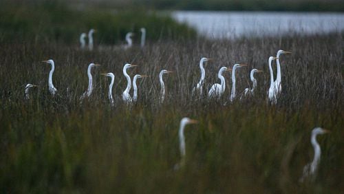 FILE PHOTO: Sapelo Island - Great Egrets foraging along the marsh of the Julienton River seem to form a musical pattern of notes at Sapelo Island, Wednesday, Nov. 15, 2006. CURTIS COMPTON / AJC