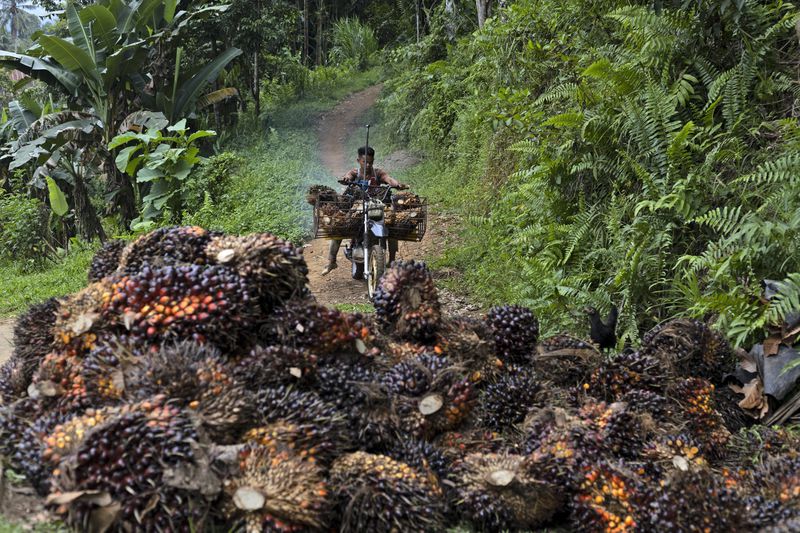 FILE - A man uses a motorcycle to transport palm fruit at a plantation in Polewali Mandar, South Sulawesi, Indonesia, April 21, 2024. Vast swathes of Indonesia’s old-growth forests are left undeveloped for years after they’re felled and when the land is finally put to use, it’s most often for new palm oil plantations, according to a new study. (AP Photo/Yusuf Wahil, File)