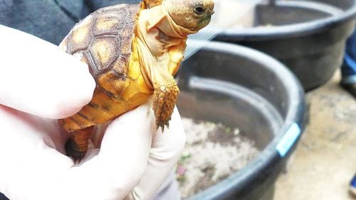 This 3-month old baby gopher tortoise is one of dozens of the animals that were hatched at special facilities at the Savannah River Ecology Laboratory. When they are bigger, they will released in the wild as part of an effort to build up populations of gopher tortoises and help keep them off the Endangered Species List. (Photo: Charles Seabrook)