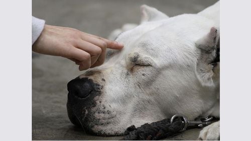 FILE PHOTO:  A Dogo Argentino at the Asian International Dog Showon April 3, 2010, in Tokyo, Japan.
