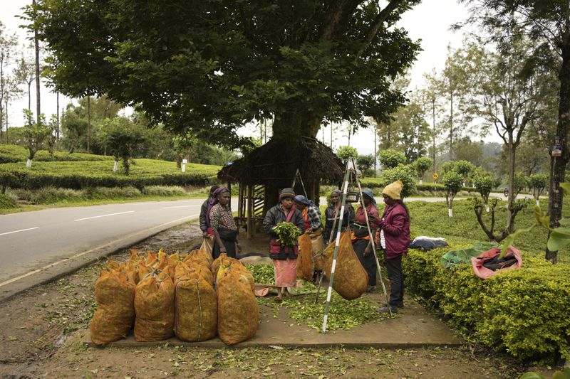 Women workers weigh plucked tea leaves at a tea plantation in Nanu Oya, Sri Lanka, Tuesday, Sept. 10, 2024. (AP Photo/Eranga Jayawardena)