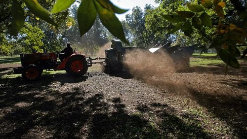 India announced Wednesday that it will reduce its tariff on pecans from 100% to 30%, which could be a boon to growers in Georgia who are responsible for one-third of the pecans produced in the U.S. U.S. pecan sales in India could increase from $1 million per year to $50 million to $60 million by 2030, according to Pecan South magazine. (Ben Gray for The Atlanta Journal-Constitution)