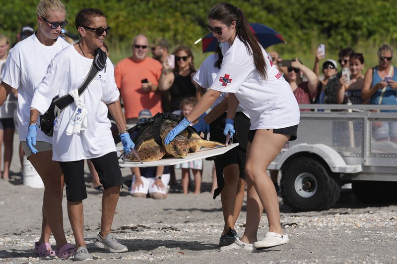 Workers from the Loggerhead Marinelife Center carry Willow, a subadult loggerhead sea turtle, past a crowd of onlookers to the beach to be released back into the ocean after having been treated at the center, Wednesday, Aug. 21, 2024, in Juno Beach, Fla. (AP Photo/Wilfredo Lee)