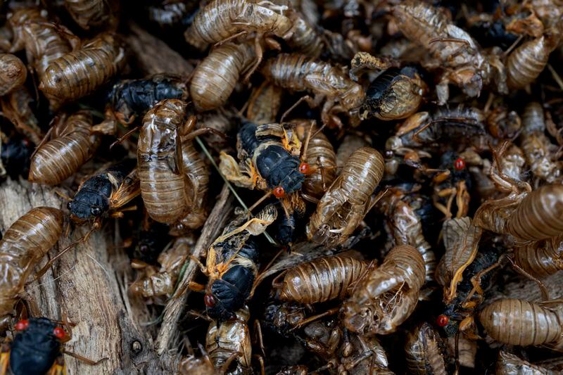 Live cicadas swarm with exoskeletons at the Morton Arboretum, Friday, May 24, 2024, in Lisle, Ill. (AP Photo/Erin Hooley)