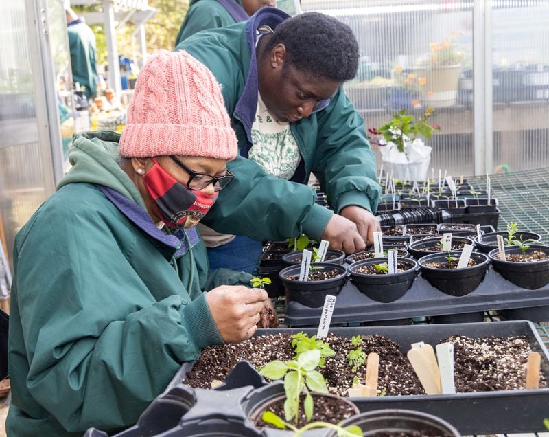 Elaine Lyons (left) and Michelle Talley transplant basil as they prepare for a plant sale at The Friendship Center of Atlanta. 
 PHIL SKINNER FOR THE ATLANTA JOURNAL-CONSTITUTION