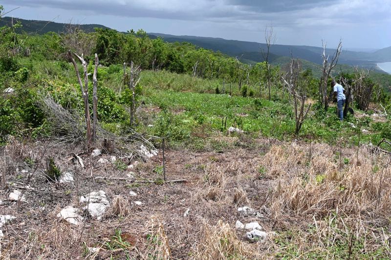 Kyacian Reid's farm in Marlie Hill, Jamaica, where sweet pepper and watermelon were destroyed by Hurricane Beryl, is shown on Thursday, Aug. 22, 2024. (AP Photo/Collin Reid)