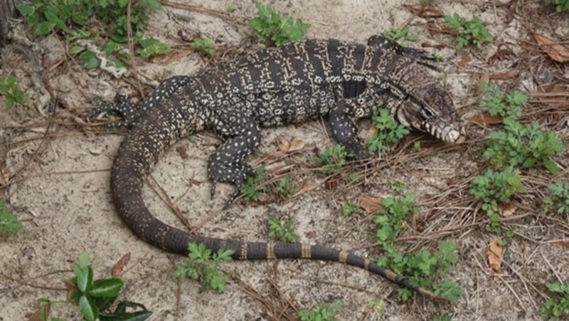 The Tupinambis merianae, more commonly known as the tegu, is pictured here. The Argentine black and white tegu is a large, nonnative lizard that has been introduced to Florida, according to the Florida Fish & Wildlife Commission. Tegus are black and white in color with banding along the tail, and they can grow up to four feet in length.