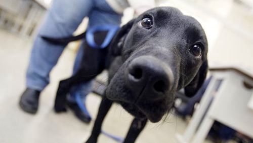 The Greater Dayton Labrador Retriever Rescue attended Mingle with our Mutts, a meet and greet of several local canine rescues, at the Montgomery County Animal Resource Center Sunday, Feb. 14. All dogs are getting spayed or neutered, get their first shots, heartworm medication, fecal tested and micro-chipped. Greater Dayton Labrador Retriever Rescue's puppies are $300 and adult dogs $275.