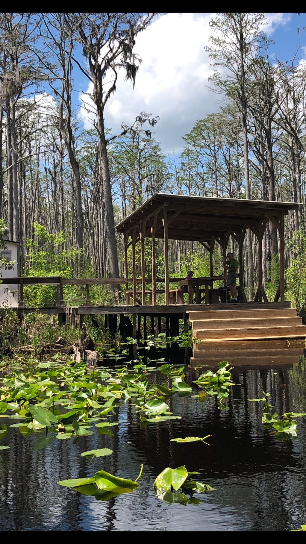 Okefenokee swamp in Georgia: Where is it, things to see there