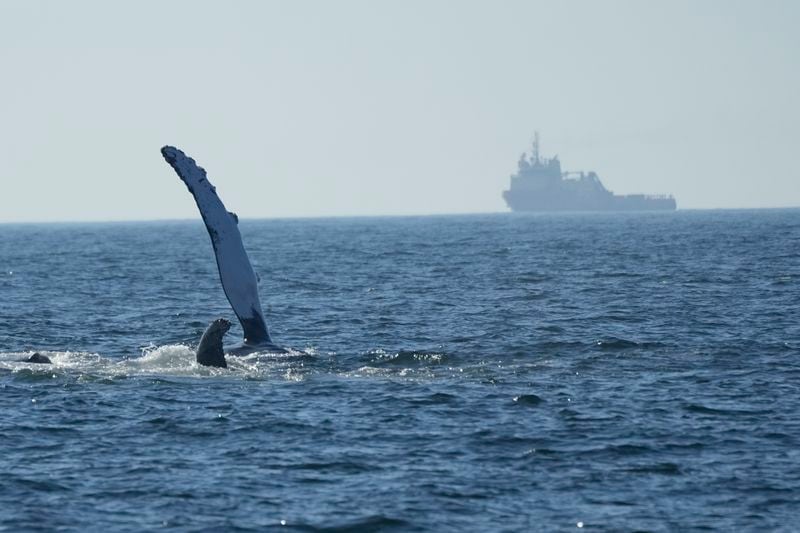 A humpback whale breaches off the coast of Niteroi, Rio de Janeiro state, Brazil, Thursday, June 20, 2024. The whale-watching season has begun for tourists taking part in expeditions to get close to the humpback whales coming from Antarctica in search of warm waters to breed and have their babies. (AP Photo/Silvia Izquierdo)