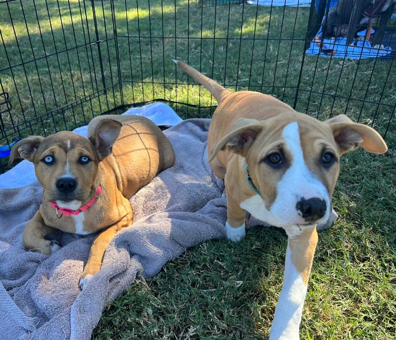 Blue-eyed Ariel and Pocahontas, two of a trio of three Labrador mix puppies visiting the Georgia Governor’s Mansion for First Lady Marty Kemp’s 2023 pet adoption day. Their sister, Mulan, was too busy playing to lose for a photograph. (Patricia Murphy/patricia.murphy@ajc.com)