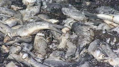 Officials in Brevard County, Florida, have been coordinating to clean up 10 tons of dead fish killed by red tide.