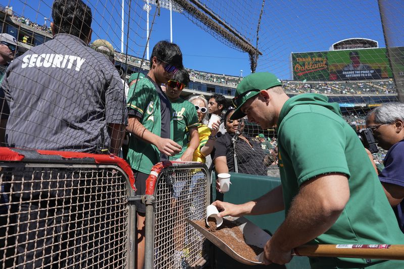 Oakland Athletics groundskeeper Jack Tanner, right, fills up cups with dirt for fans before a baseball game against the Texas Rangers, Thursday, Sept. 26, 2024, in Oakland, Calif. (AP Photo/Godofredo A. Vásquez)