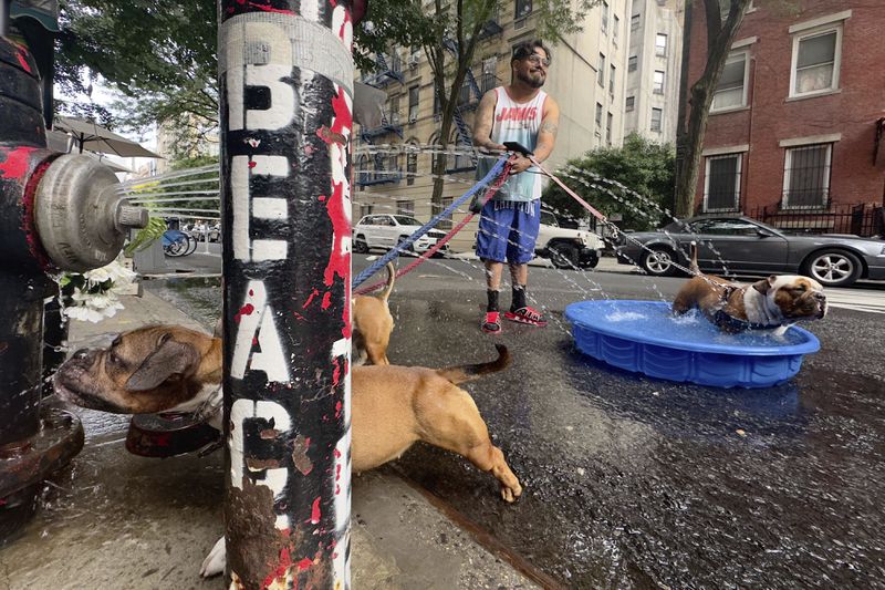 Edgar Sanchez stops on a walk with his dogs who cool off in a pool beside a fire hydrant sprayer, Saturday, June 22, 2024, in the Lower East Side neighborhood of New York. (AP Photo/John Minchillo)