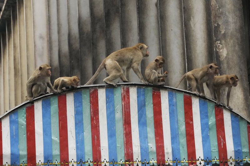 Monkeys climb a roof of a building in Lopburi Province, north of Bangkok, Thailand, Friday, May 24, 2024. A Thai town, run ragged by its ever-growing population of marauding wild monkeys, began the fight-back, Friday, using trickery and ripe tropical fruit. (AP Photo/Sakchai Lalit)