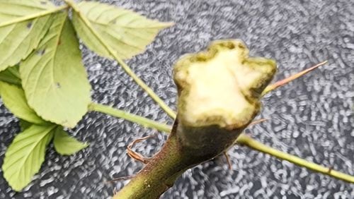 The unusual star shape should make it easy to identify this bramble. But there are so many species and they interbreed so freely, identifying it is almost impossible.
Courtesy of Tim Butzon