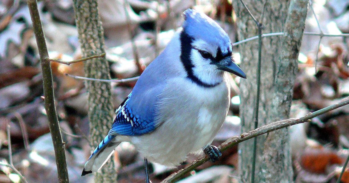 Blue Jay  EEK Wisconsin