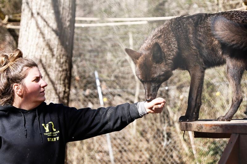 Abbey Patton, lead zookeeper at Yellow River Wildlife Sanctuary plays with coyote Carmine on Monday, January 23, 2023.  (Natrice Miller/natrice.miller@ajc.com) 