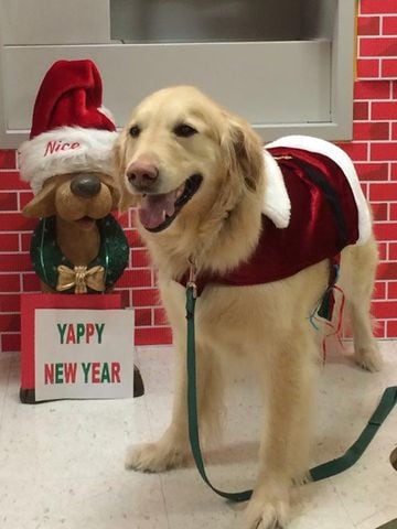 Casper the therapy dog