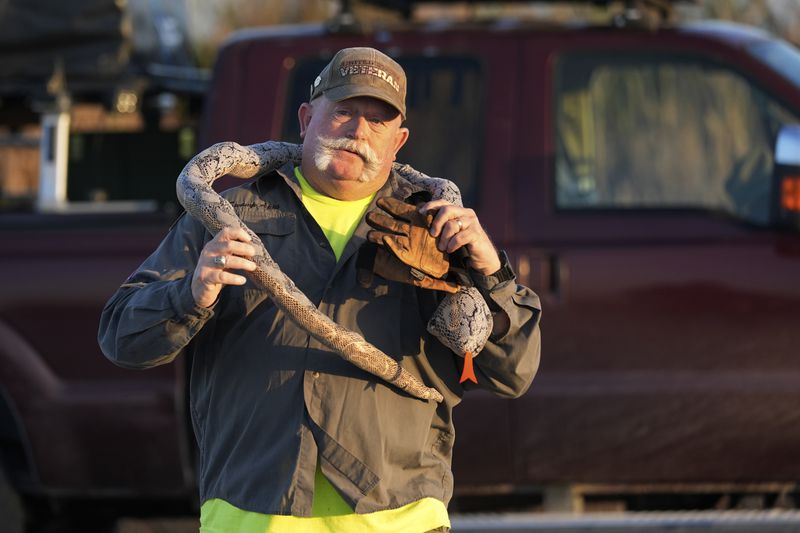 Thomas Aycock, a contractor with the Florida Fish and Wildlife Conservation Commission, brings out a toy snake to show reporters as he waits for sunset to hunt invasive Burmese pythons, Tuesday, Aug. 13, 2024, in the Florida Everglades. (AP Photo/Wilfredo Lee)