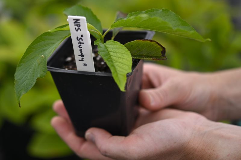 The hands of horticulturist Piper Zetel of the National Arboretum holds one of the successfully planted clippings from Stumpy, the cherry blossom tree, Thursday, Aug. 15, 2024 in Washington. In about two years, some of these seedlings will be replanted on the Tidal Basin once the reconstruction work that led to the tree's removal is finished there. (AP Photo/John McDonnell)