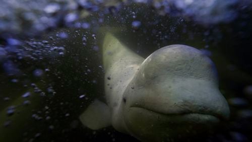 A beluga whale swims behind a boat through the Churchill River, Monday, Aug. 5, 2024, near Churchill, Manitoba. (AP Photo/Joshua A. Bickel)