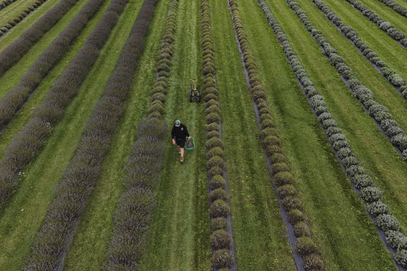 Weston Grubb carries a bucket of fresh-cut lavender while harvesting, Wednesday, Aug. 21, 2024, in East Garafraxa, Ontario. (AP Photo/Joshua A. Bickel)