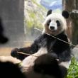 Visitors watch the giant panda Shin Shin at Ueno Zoo, a day before giant panda couple Ri Ri and Shin Shin's return to China, Saturday, Sept. 28, 2024, in Tokyo. (AP Photo/Eugene Hoshiko)