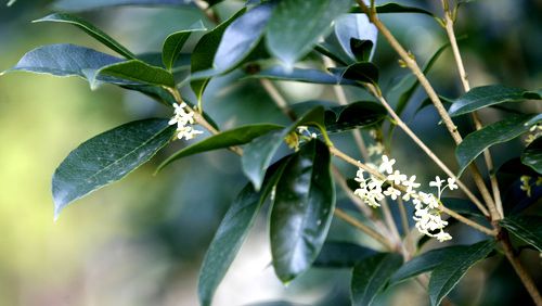 If a plant such as tea olive has been damaged by cold weather, there's still hope if you follow Walter Reeves' advice. (Jenni Girtman / AJC file photo)