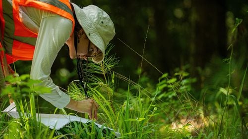 Emory researcher Arabella Lewis uses tweezers to collect a tick off a square of flannel in the woods of Putnam County, Georgia. (Photo Courtesy of Matthew Pearson/WABE)