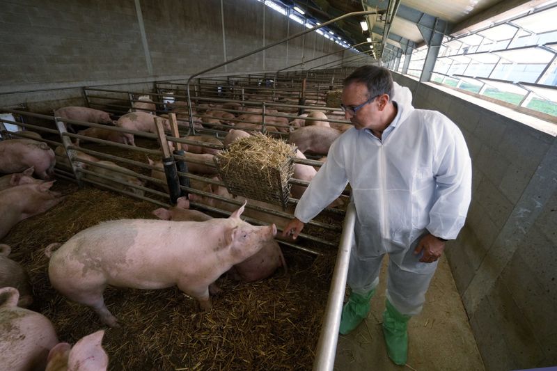 Sergio Visini, the founder of Piggly farm, touches a pig inside a shed in Pegognaga, near Mantova, northern Italy, on Wednesday, Sept. 25, 2024. (AP Photo/Luca Bruno)