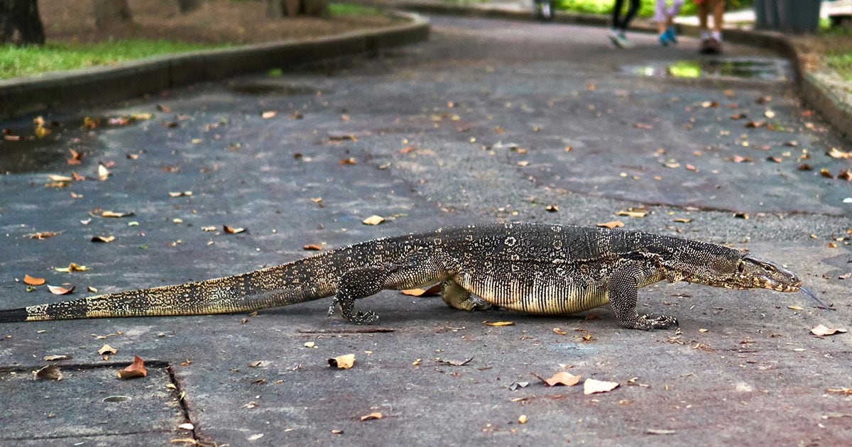 Found on Long Island, NY. What is this little guy? : r/Lizards