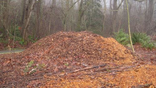 Arborist wood chips are an ideal mulch under trees. A nine-inch layer prevents weeds, conserves moisture, and feeds the tree its nutrients as it breaks down. Courtesy of Walter Reeves