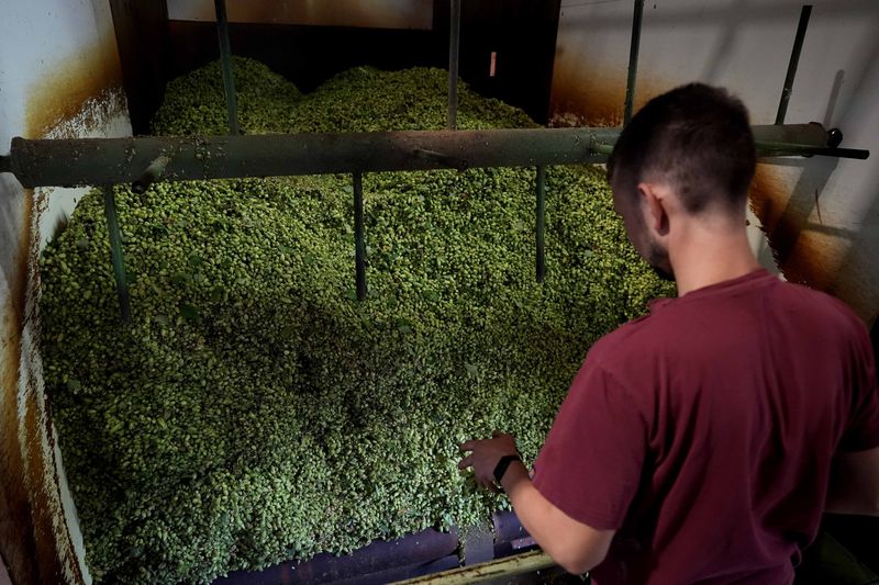 Hops farmer Andreas Widmann monitors the processing of hops on a farm in Huell near Wolnzach, Germany, Thursday, Sept. 19, 2024. (AP Photo/Matthias Schrader)