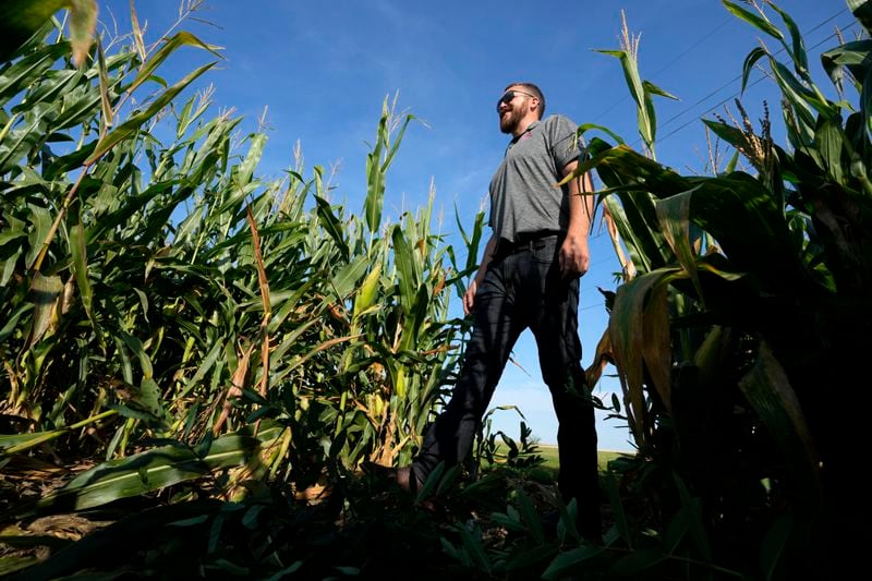 Cameron Sorgenfrey walks among short corn stalks in one of his fields, Monday, Sept. 16, 2024, in Wyoming, Iowa. (AP Photo/Charlie Neibergall)