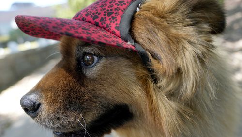 "Teddy," a 7-year-old chow mix, dons a doggie cap at a park, Monday, July 15, 2024, in Phoenix. As sweltering temperatures drag on around the U.S., it's not just people who need help with the dog days of summer. Pet owners have to consider how to both shield and cool down furry family members as intense — and at times deadly — heat waves become more common occurrences. (AP Photo/Matt York)