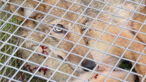 Coyote trapper Tim Smith, hired by Sandy Springs residents, caught three coyotes in 10 days. The largest was caught Sunday, June 5, 2016.