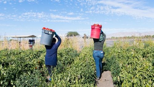 Feature Image: Farmworkers work at a bell pepper farm in the Coachella Valley, one of the largest agricultural regions in the nation, in February 2021. (Heidi de Marco/KHN/TNS)
