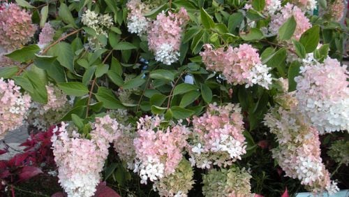 Panicle hydrangea blooms have a more-or-less conical shape, as opposed to round mophead hydrangea flowers. Some varieties have shades of pink in their blooms when they open. (Walter Reeves for the AJC)