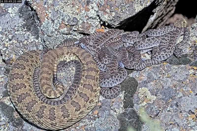 In this image taken from a Project Rattlecam video, an adult rattlesnake rests with juveniles at a den under remote observation in Colorado on Wednesday, Aug. 28, 2024. (Project Rattlecam via AP)