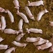 Pigs roam in a shed of the Piggly farm in Pegognaga, near Mantova, northern Italy, Wednesday, Sept. 25, 2024. (AP Photo/Luca Bruno)