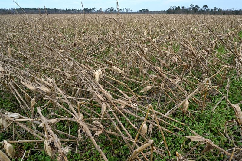 Picture show the heavily damaged corn field caused by Hurricane Helene at Vickers Farms, Tuesday, October 1, 2024, in Nashville. Vickers farms in partnership with his brother, Lamar, his brother Carlos and son Bradley grow blueberries, watermelons, tobacco, peanuts, cotton and corn.  (Hyosub Shin / AJC)