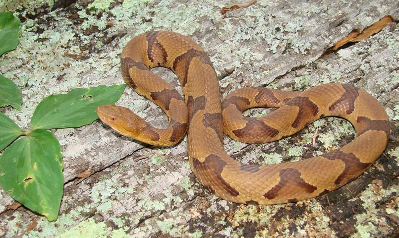 Venomous snakes of Georgia