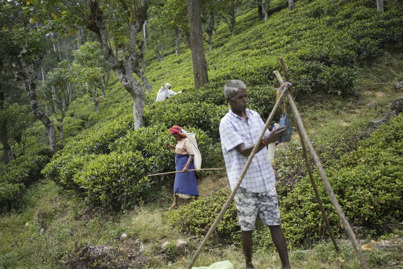 A tea plantation worker, right, sets up a structure for weighing tea leaves in Spring Valley Estate in Badulla, Sri Lanka, Tuesday, Sept. 10, 2024. (AP Photo/Eranga Jayawardena)