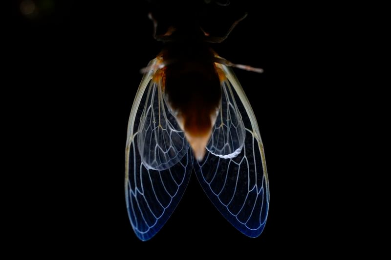 The veins of an adult periodical cicada's translucent wings are illuminated shortly after shedding its nymphal skin, late Saturday, May 18, 2024, in Charleston, Ill. (AP Photo/Carolyn Kaster)