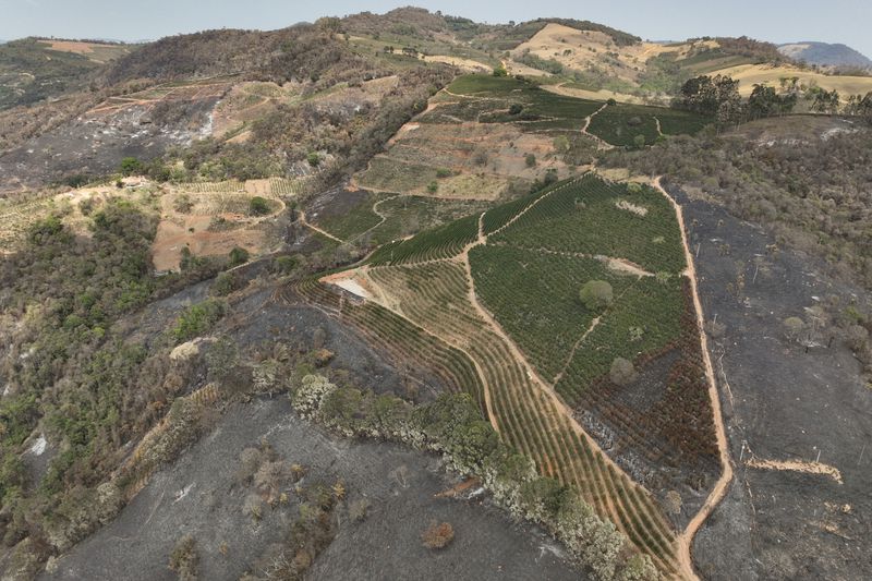 An aerial view of a coffee plantation consumed by wildfires in a rural area of Caconde, Sao Paulo state, Brazil, Wednesday, Sept. 18, 2024. (AP Photo/Andre Penner)